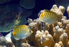 Chaetodon punctatofasciatus