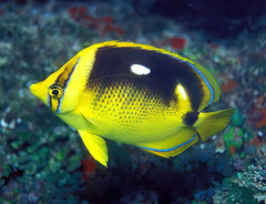 Chaetodon quadrimaculatus