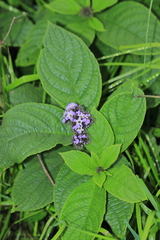 Heliotropium arborescens