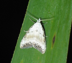 Nola chlamitulalis