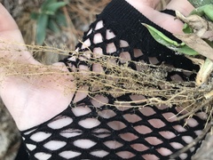 Dichanthelium commutatum