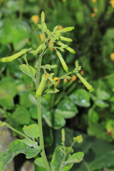 Nicotiana paniculata