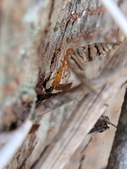 Pseudomyrmex pallidus