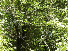 Canavalia bonariensis