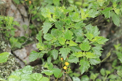 Ophryosporus pubescens