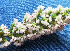 Erica paniculata