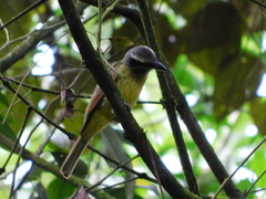 Myiodynastes hemichrysus