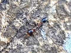 Pseudomyrmex ejectus