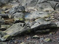 Charadrius hiaticula