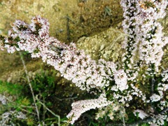 Erica paniculata