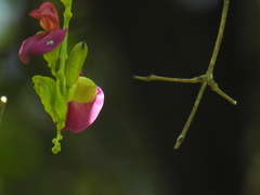 Canavalia bonariensis