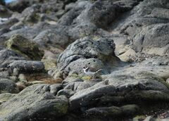 Charadrius hiaticula