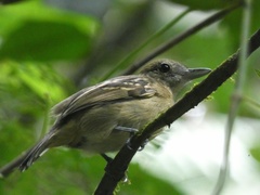 Thamnophilus atrinucha