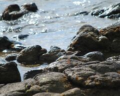 Charadrius hiaticula