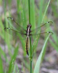 Libellula cyanea
