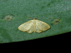 Idaea nitidata