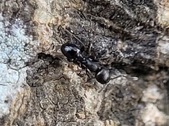 Temnothorax subditivus