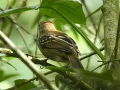 Thamnophilus atrinucha