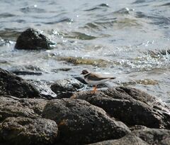 Charadrius hiaticula