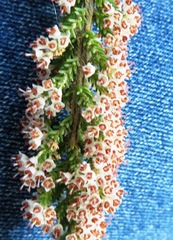 Erica paniculata