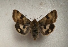 Heliothis adaucta