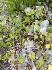 Centella cordifolia