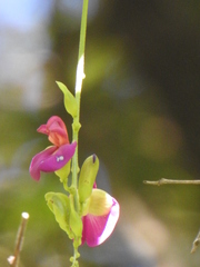 Canavalia bonariensis