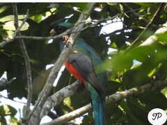 Trogon mexicanus