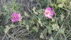 Modiolastrum gilliesii