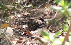 Hydropsalis torquata