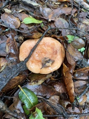 Lactarius xanthogalactus