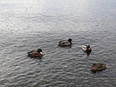 Anas platyrhynchos