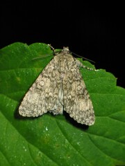 Acronicta megacephala