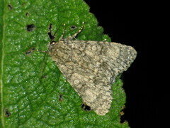 Acronicta megacephala
