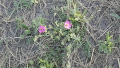 Modiolastrum gilliesii