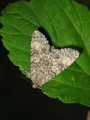 Acronicta megacephala