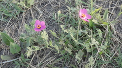 Modiolastrum gilliesii