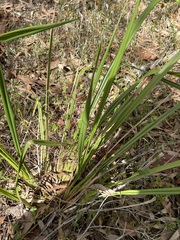 Dianella brevipedunculata