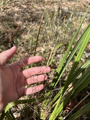 Dianella brevipedunculata