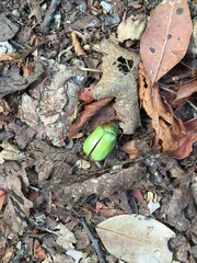 Brachysternus prasinus