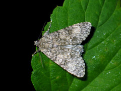 Acronicta megacephala