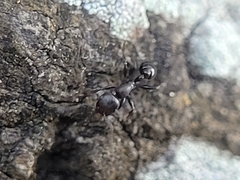Temnothorax subditivus