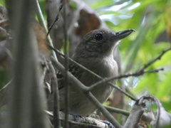 Thamnophilus atrinucha