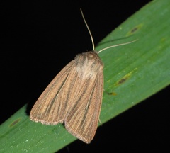 Mythimna pudorina