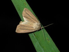Mythimna pudorina