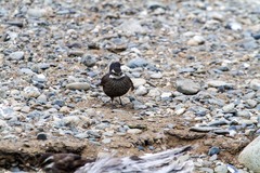 Cinclodes patagonicus