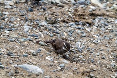 Cinclodes patagonicus