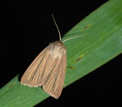 Mythimna pudorina