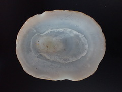 Scutellastra peronii