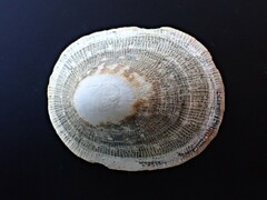 Scutellastra peronii